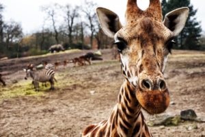 Girafe front page website