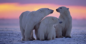 Polar bear with yearling cubs