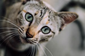 cats website front page