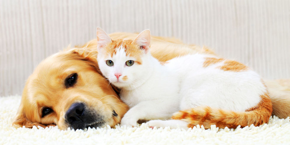 Cats-and-dogs-1