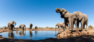 elefants