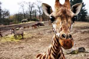 Girafe front page website