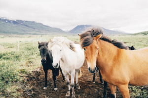 Horses front page