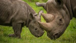 Rhino and baby